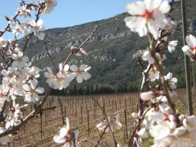 a field of white flowers in front of a vineyard at 