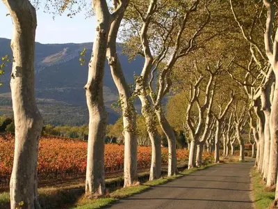 a road lined with trees with mountains in the background at 
