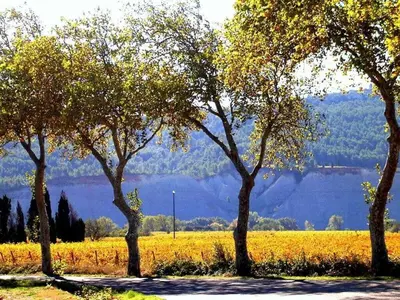 a group of trees in a field with mountains in the background at 