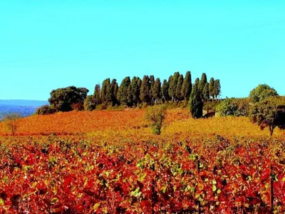 a field full of red and yellow flowers on a hill at 