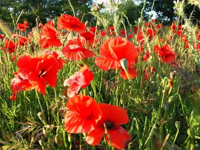 a bunch of red flowers in a field at Maison Marianne Comfortable holiday residence in Ferrals-lès-Corbières