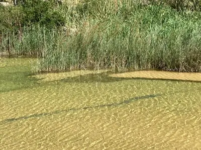 a body of water with some grass and weeds at Saint laurent de la cabrerisse Rivière proche Lagrasse in Saint-Laurent-de-la-Cabrerisse