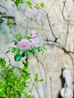 a group of pink roses in front of a wall at Château Mesdames in Labastide-Rouairoux