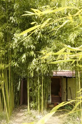 a building in the middle of some bamboo trees at Roulotte in Bugarach
