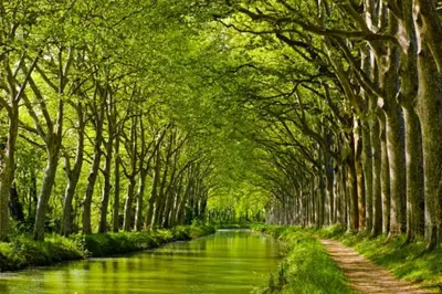 a tunnel of trees over a river with a road at Ô cocon del Lauragués in Ricaud