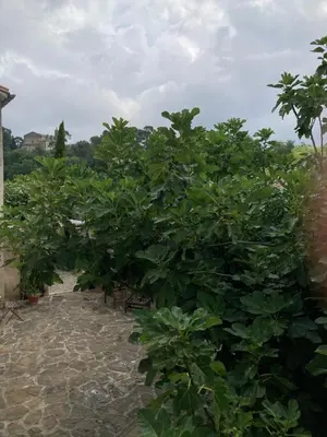 a man standing in the woods with a stick at ChezMathilde à LIMOUX in Limoux