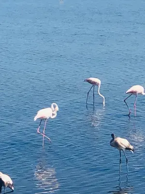 a group of flamingos walking in the water at Le Sanglier Noir 14 in Villeneuve-les-Corbières