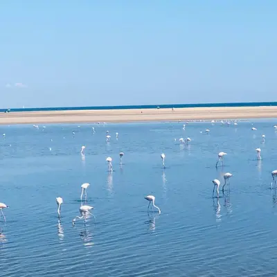 a group of flamingos standing in the water at Le Sanglier Noir 14 in Villeneuve-les-Corbières