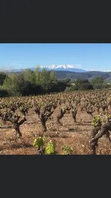 a field of crops with mountains in the background at Le Sanglier Noir 14 in Villeneuve-les-Corbières