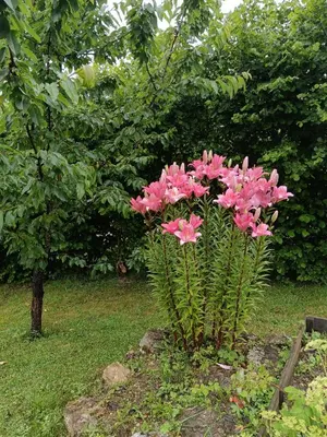 a plant with pink flowers in a garden at Maison chaleureuse en Ariège in Roquefort-les-Cascades