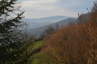 a hillside with trees and mountains in the distance at Cozy Tiny House plus SPA - à Pereille d'en Haut in Péreille