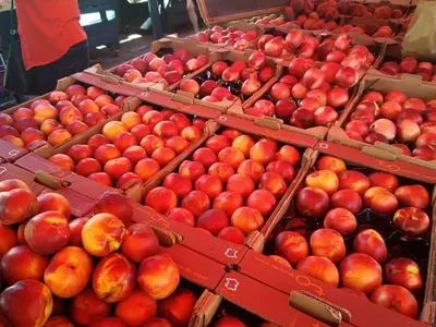 a bunch of boxes of apples sitting on display at **Gruissan - T2 Cabine Mezzanine - Côté Village - 6 pers - Parking Privé - Proche Plages** - FR-1-796-63 in Gruissan