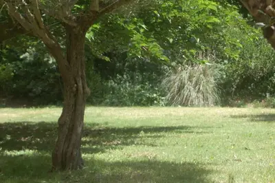 a tree in the middle of a grass field at Le Moulin, avec parc, piscine, au cœur du village in Villegly