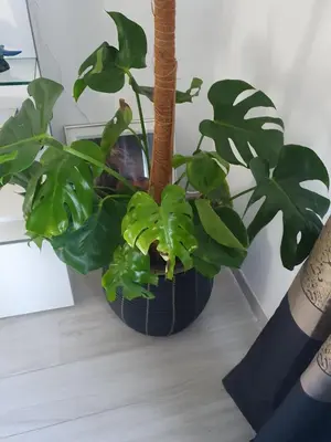 a plant in a black pot sitting on a floor at Maison Rosy in Carcassonne