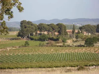 a vineyard with a bunch of grapes in a field at Location maison de campagne 5 personnes in Quarante