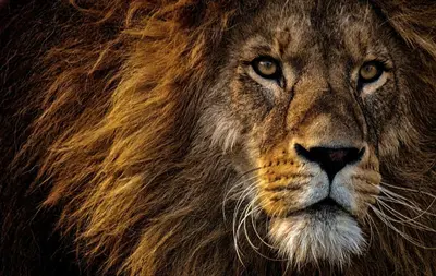 a close up of a lion with long hair at à 5mn de la réserve Africaine, charmante maison de village avec patio in Sigean