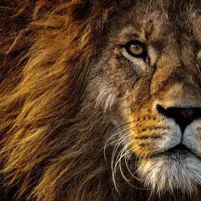 à 5mn de la réserve Africaine