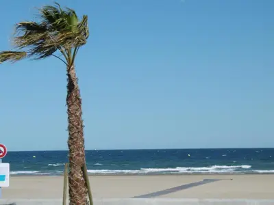 a palm tree sitting on the beach near the ocean at Appartement T2 Front de Mer avec Balcon et Parking – Confort et Activités à Proximité - FR-1-797-37 in Port-la-Nouvelle