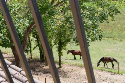 two horses standing in a field with trees at La Bastide in Puycalvel Lautrec