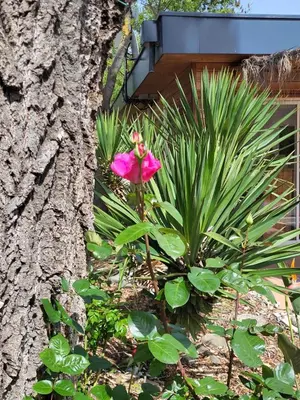 a pink flower in front of a tree at Camping Le Val de Cesse in Mirepeisset