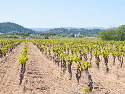 a vineyard with green vines in a field at Stylish Villa in Sainte-Valière in Sainte-Vallière