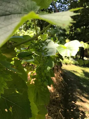 a bunch of green grapes on a plant at Bus atypique au bord du canal du midi et au cœur d'une forêt 2 chambres in Villepinte