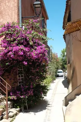a bush of purple flowers on the side of a building at Charmante Maison de Village dans les fenouilledes in Cassagnes