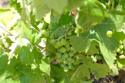 a bunch of green grapes hanging from a tree at Charmante Maison de Village dans les fenouilledes in Cassagnes