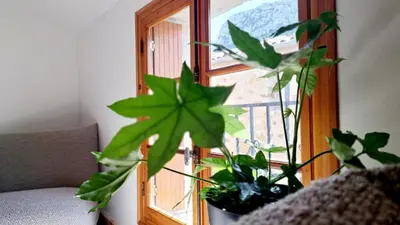 a plant sitting in front of a window at Casa Tramuntana in Tautavel