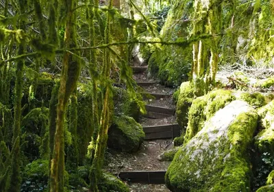 a set of stairs in a moss covered forest at La Petite Tour de Puivert in Puivert