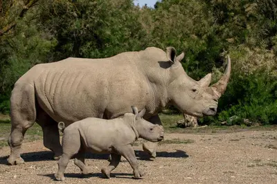 a large rhino and a baby rhino walking at Le Mieukerien - Réserve africaine 15 mn - Plage 200 m in Port-la-Nouvelle
