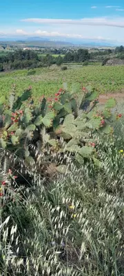 a field filled with lots of plants and flowers at Entre canal et garrigue in Roubia