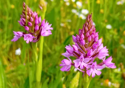 two purple flowers in a field of grass at La petite maison de Valérie proche château de la Rode, du Domaine de Flore et du Lac Saint Ferréol in Lempaut