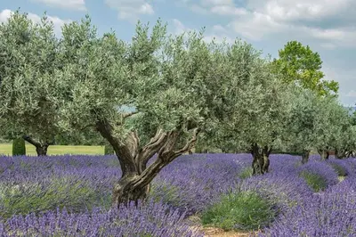 a row of olive trees in a field of lavender at Superbe maison de village et sa terrasse panoramique in Oupia
