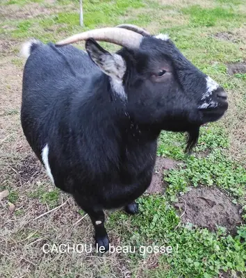 a black goat standing in the grass at Villa Angel - SPA in Caunes-Minervois