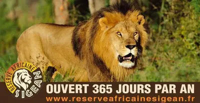 a lion standing in the grass with a sign at Maison de Village - Standing - Centre Historique in Sigean
