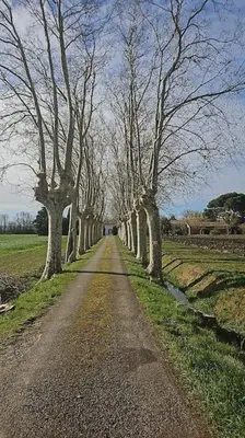 a dirt road with trees on the sides of it at Hébergement - Canal du midi in Saint-Martin-Lalande