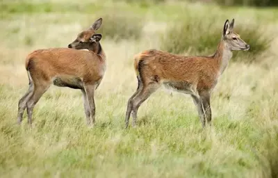 two deer standing in a field of tall grass at Maison NATURALY in Laprade