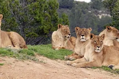 a group of lions laying in the grass at mobile home 047 in Port-la-Nouvelle