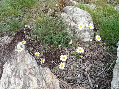 a bunch of white flowers on a rock at Ecogîtes Camparols in Prémian
