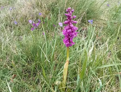 a purple flower in the middle of a field at Ecogîtes Camparols in Prémian