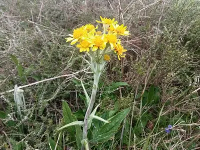 a yellow flower in the middle of a field at Ecogîtes Camparols in Prémian