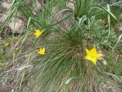 a group of yellow flowers in the grass at Ecogîtes Camparols in Prémian