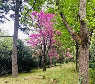 a tree with pink flowers in a park at Grande maison proche Carcassonne 10 p piscine spa sauna Le Grand Chalet Bellevue in Cavanac