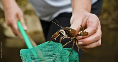 a person holding a large insect in a net at Moulin de Record in Ferrières