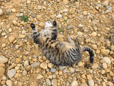a cat standing on its back legs on rocks at Camping Nysa Paziols in Paziols