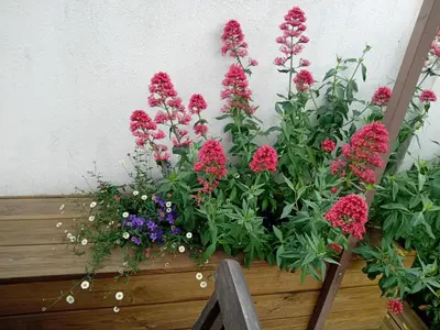 a bunch of flowers in a wooden box at Le Grenadier in Ventenac-Cabardès