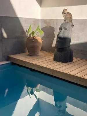 a cat sitting on a table next to a swimming pool at Vignerone atypique proche du canal du midi à 30 min des plages in Capestang