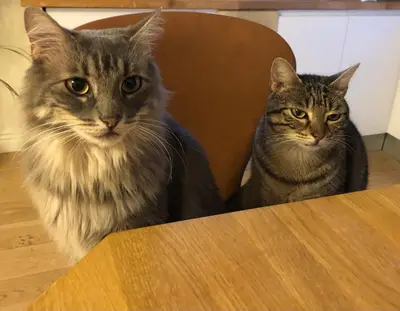 two cats sitting on a chair at a table at Vignerone atypique proche du canal du midi à 30 min des plages in Capestang