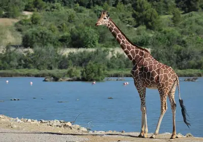 a giraffe standing next to a body of water at Villa 